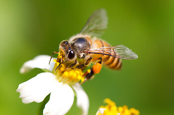 Familienwanderungen im Bayerischen Wald